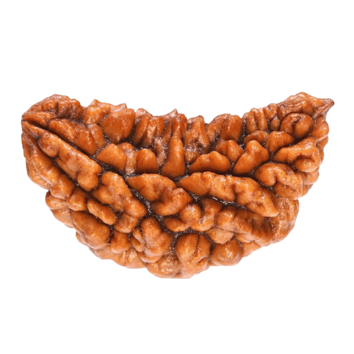 1 Mukhi Rudraksha