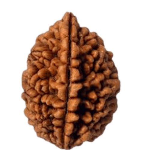 2 Mukhi Rudraksha
